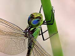 Close-up of head