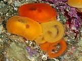 Orange gumdrop sea slugs