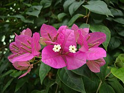 Isoihmeköynnöksen (Bougainvillea spectabilis) kukinto.