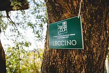 Una pianta della cultiva Casaliva nel parco degli olivi presso il Consorzio di tutela a Cavaion veronese