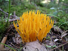 Calocera viscosa na madeira de uma conífera.