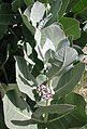 "Calotropis procera" (?!)