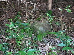 Description de l'image Carex autumnalis oonakirisg08.jpg.