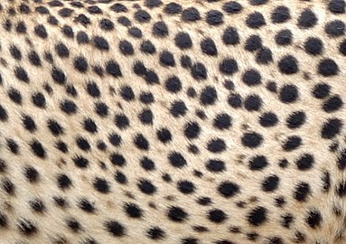 Guépard (Acinonyx jubatus)