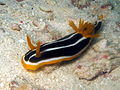 Chromodoris africana