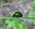 Chrysolina herbacea