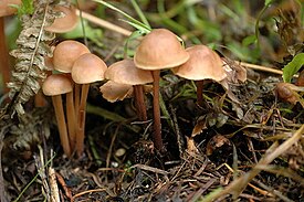 Коллибия срастающаяся (Gymnopus confluens)