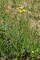 Crepis capillaris