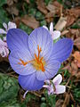 Crocus speciosus close-up