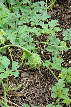 Cucumis anguria