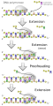DNA polymerase extending & proofreading diagram