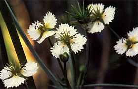 Damasonium_californicum