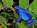 Image 25The blue poison dart frog is endemic to Suriname. (from Suriname)
