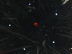 Close-up on the classical characteristics : orange ring, five white spots, blue iridophores.