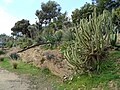 Rock garden with Mexican flora