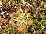 Rundblättriger Sonnentau (Drosera rotundifolia)