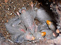 Eastern rosella chicks