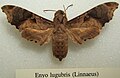 Enyo lugubris