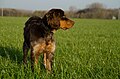 Gibbs des Chaumes de Thiérache, young picardy spaniel 6 months old