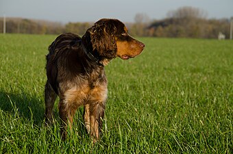 Gibbs des Chaumes de Thiérache, 6 kuukautta vanha picardienspanieli.