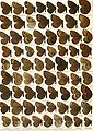 First of the three Erebia plates in the 1915 Macrolepidoptera of the World, edited by Adalbert Seitz. This work was published near the height of taxonomic confusion about these butterflies.