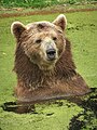 Image is currently used in Eurasian brown bear