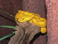 Image 30Eyelash viper (Bothriechis schlegelii) (from Wildlife of Costa Rica)