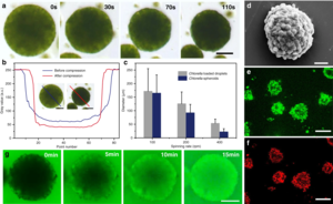 Formation of Chlorella cell-based spheroids
