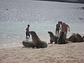 Tourists with sea lions at the beach at San Cristóbal Island