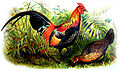 The Red Junglefowl (Gallus gallus) is the source of the vast majority of the gentic material in the domestic chicken.