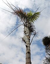 palm tree