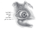 تصغير للنسخة بتاريخ 06:13، 20 يونيو 2018