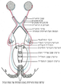 גריי 1918