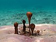 Une colonie de Cyanophyceae du genre Hydrocoleum à la Réunion.