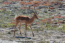 Ejemplar en el parque nacional de Chobe, Botsuana.