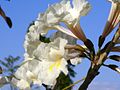 Tabebuia alba