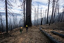 Two helmeted people walk along a slope filled with tall, charred, black trees, including a giant sequoia