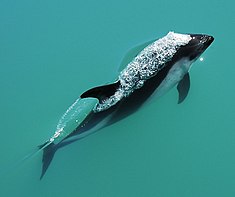 Dauphin de Peale (Lagenorhynchus australis).