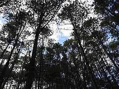 Lamagan Hills pine trees 1