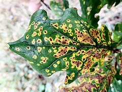 Leaf spot on oak, the fungus's spread limited by the tree's defensive chemicals