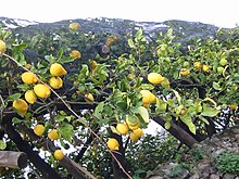 A lemon tree in Italy