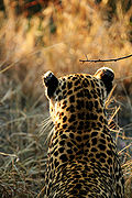 A female leopard with white markings on the backs of her ears.