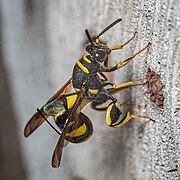 Leucospis dorsigera bei der Eiablage