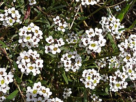 Lobularia maritima