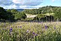 Lupines at Annadel State Park