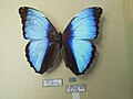 Morpho deidamia pyrrhus