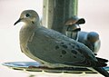 Mourning Doves at a thistle feeder.