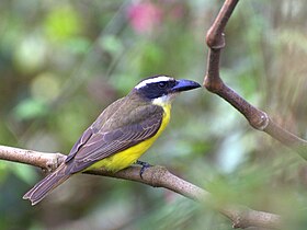 Neinei no Horto Florestal de São Paulo, no Brasil