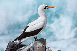 Nazca-Booby