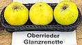 Oberrieder Glanzrenette